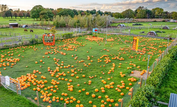 Pumpkin Fest